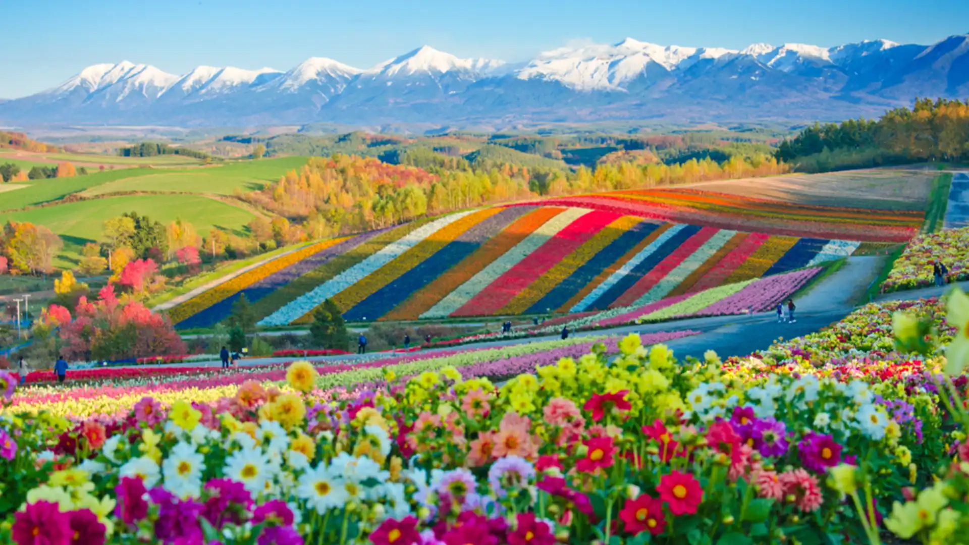 furano-flowers.webp