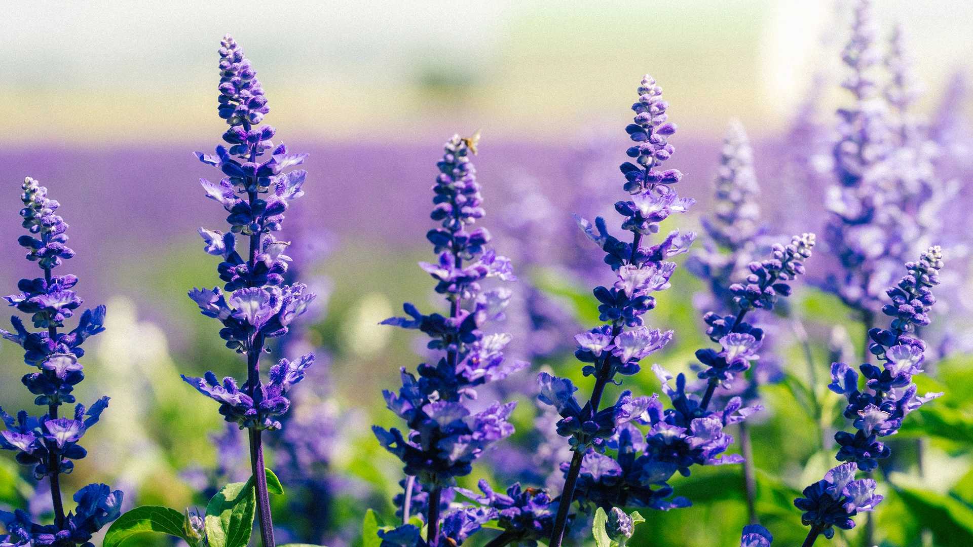lavender.webp lavender.webp